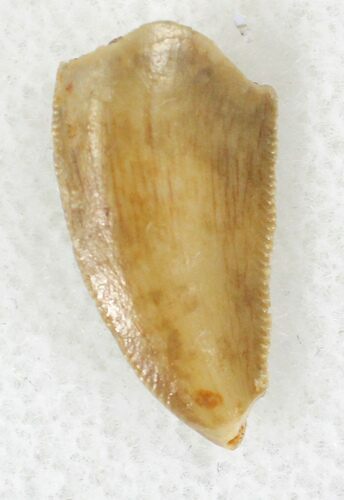 Raptor Tooth From Morocco - #21301